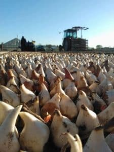 Koop Heemskerkse bloembollen en laat de kinderen in Ghana bloeien