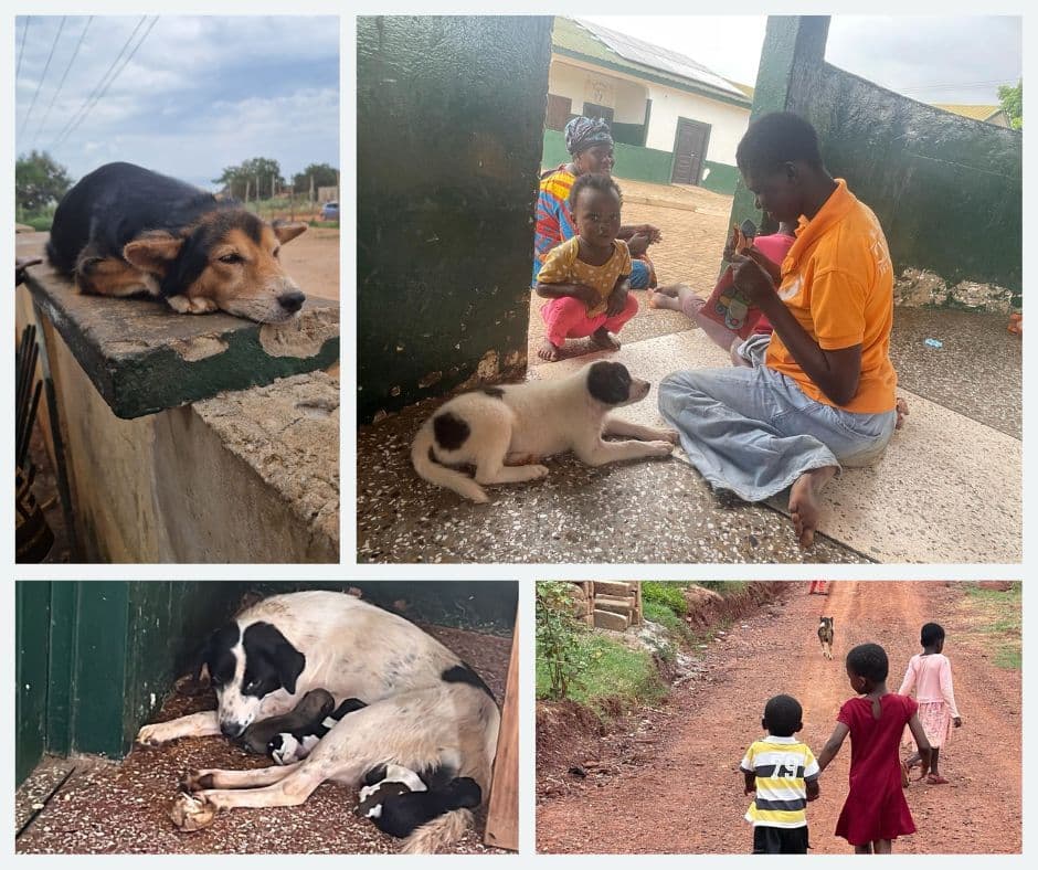 Honden Ingo en Bono overleden