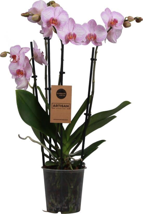 Orchideeën actie voor Hanukkah