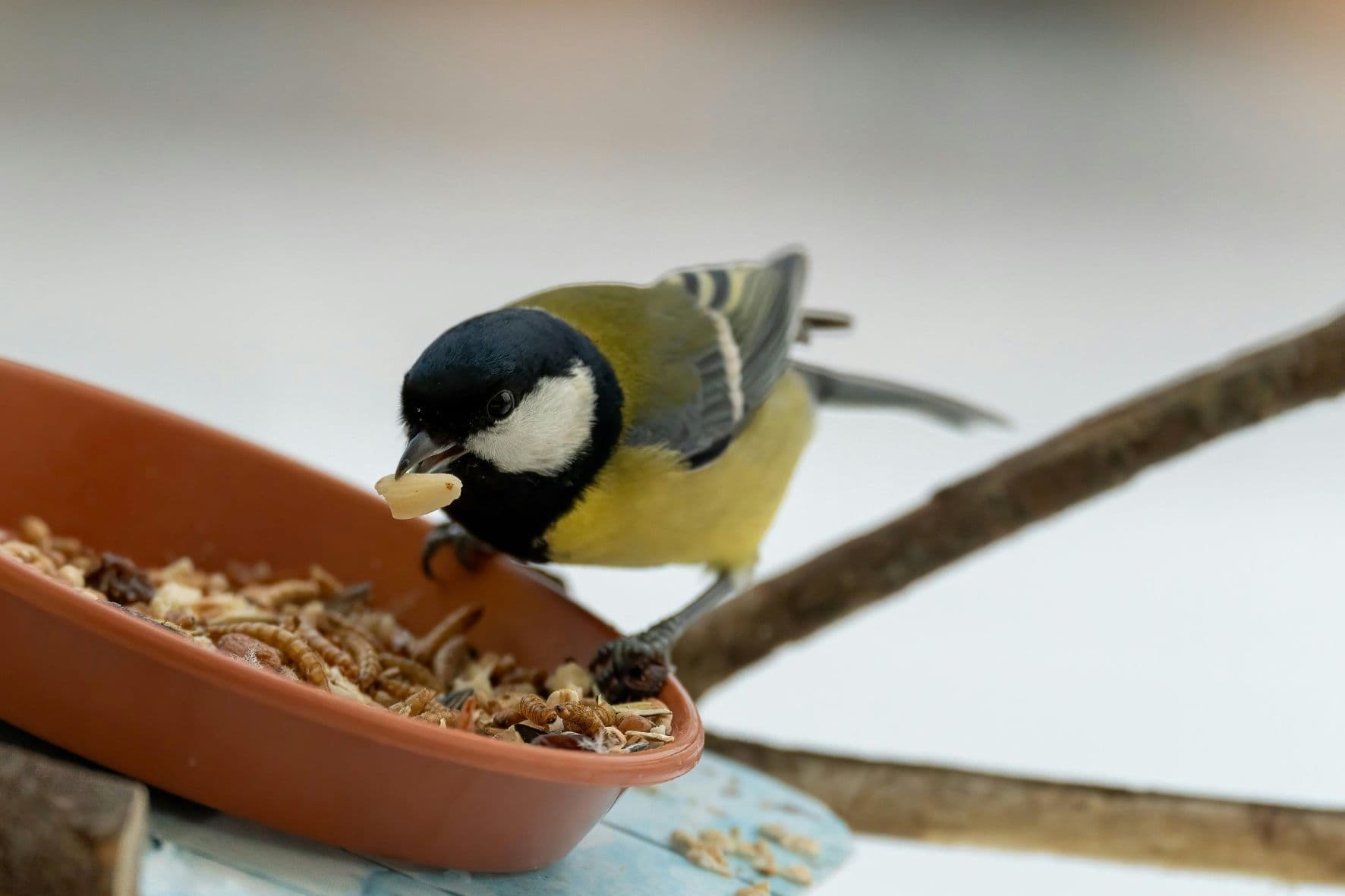 Vogelvoer actie voor Hanukkah